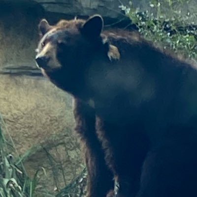 くまのぷゅーさんさんのプロフィール画像