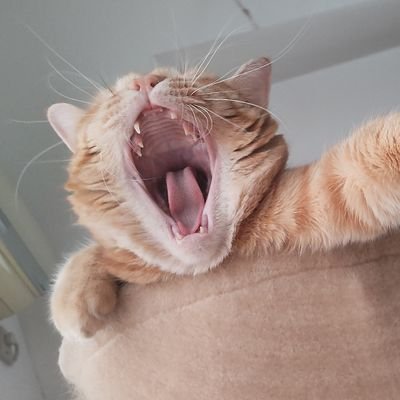 gaobig21's profile picture. SKE48 チームSでカミングフレーバーの野村実代ちゃんを応援しています。猫４匹と暮らしていただいてます。NFLをテレビ観戦するのが好きです🏈　SKE48の杉本りいなちゃん、西武LIONS🦁も推してます。