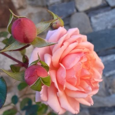 AlbinaR47061's profile picture. Per aspera ad astra