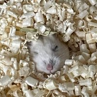 보보는우다다햄 (@bobohamtori) 's Twitter Profile Photo 보보는우다다햄 (@bobohamtori) 's Twitter Profile Photo