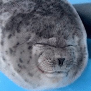elixss304's profile picture. - , tech, gym, seals  
- Software developer 
CET time zone 🇩🇪