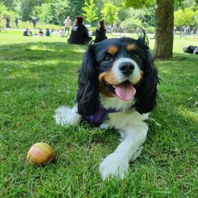 Dogoid with attitude 😁 apple and stone chaser!
Born 01/02/19 😍
Likes my hoomans, zooooommmmings 🐾🐾 and swims. Besties with @chester2022dog 🐾
#CavPack