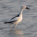 Oman Birding 🇴🇲 (@omanbirding) Twitter profile photo Oman Birding 🇴🇲 (@omanbirding) Twitter profile photo