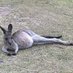Cheeky Roo (@nathali91295232) Twitter profile photo Cheeky Roo (@nathali91295232) Twitter profile photo