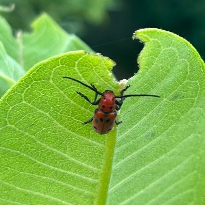 SialiaPb's profile picture. Biologist