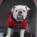 Carson (@sicemdawgs50) Twitter profile photo Carson (@sicemdawgs50) Twitter profile photo