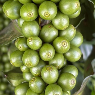 VlTOR's profile picture. thanks