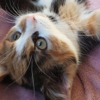♡ ꒰ meymey ꒱ ˖ׄ ୭ (@mykittypie) 's Twitter Profile