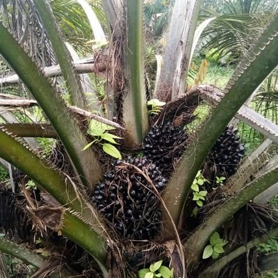 habibimanao1988's profile picture. 