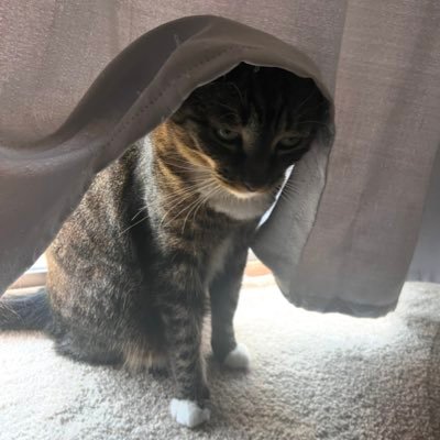 22 | https://t.co/G1qcO8jQJR | @itsashduh1 🥰| gamin on everything | yes the banner is real that’s my cat