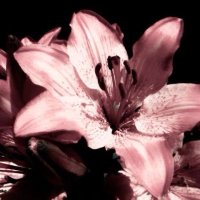 kay (@turtlescy) 's Twitter Profile