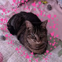 🇺🇸Amy🇮🇱Nellie-Mr Tuxedo-Longfellow🐈🐈⬛🐈🌈 (@nccupcake) 's Twitter Profile