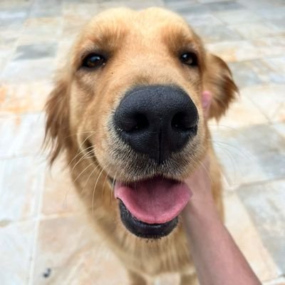 CordeiroRaiz's profile picture. 