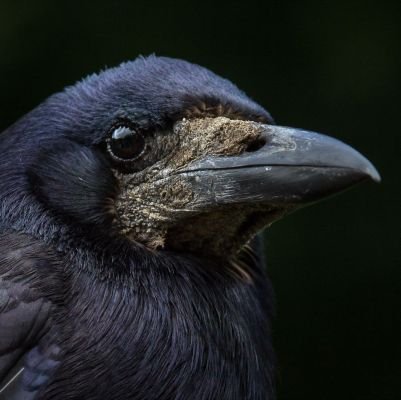 HGlemsk's profile picture. 