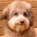 Nico Nguyen (@nicolasngu66153) Twitter profile photo Nico Nguyen (@nicolasngu66153) Twitter profile photo