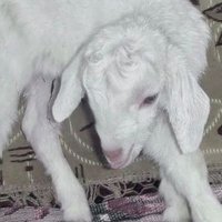 tenshi (@tenshissw) 's Twitter Profile Photo