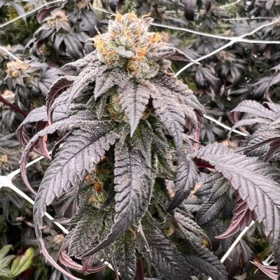 #leanshop#neocougd Xanax 🔌🔌📦🙏line maoil188 telegram 👇👇👇👇