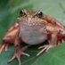 Pond Pet (@pond_pet) Twitter profile photo Pond Pet (@pond_pet) Twitter profile photo
