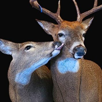 taxidermyfuckr's profile picture. Fester, your favorite necrozoo // keep it weird // narcissist // omniphile // actually smarter than you // MDNF
https://t.co/3gImQJtoFm