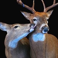 🩸𐂂 (@taxidermyfuckr) 's Twitter Profile Photo 🩸𐂂 (@taxidermyfuckr) 's Twitter Profile Photo