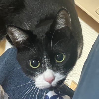 tumutumu709302's profile picture. 保護猫 （タキシード）1歳♀の日常/かぎしっぽ/愛称はツム子、ツムちゃん