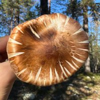 MYCONET (@millenialmyces) 's Twitter Profile Photo