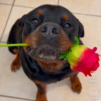 OGE PET HUB 🐶❤️ (@queenoge911) 's Twitter Profile