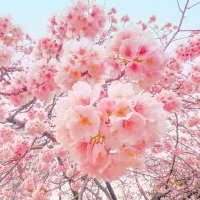 Lim woo (@botan500) 's Twitter Profile