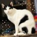 Divo y los demás 🐈⬛ (@divoycia) Twitter profile photo Divo y los demás 🐈⬛ (@divoycia) Twitter profile photo