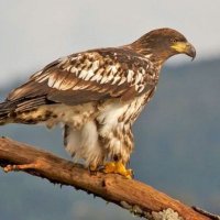 J.Akecheta (@xfiles1111) 's Twitter Profile