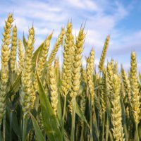 A Wheat Kernel (@kernel_wheat) 's Twitter Profile