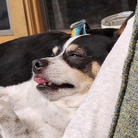 PeetiCC (@ccpeety) 's Twitter Profile