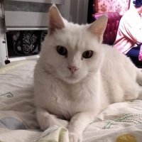Tanguy21998144🇨🇵⚜️🇨🇵✝️🇮🇱🕯️🎗️ (@frdriquega62110) 's Twitter Profile