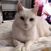Tanguy21998144🇨🇵⚜️🇨🇵✝️🇮🇱🕯️🎗️ (@frdriquega62110) Twitter profile photo Tanguy21998144🇨🇵⚜️🇨🇵✝️🇮🇱🕯️🎗️ (@frdriquega62110) Twitter profile photo