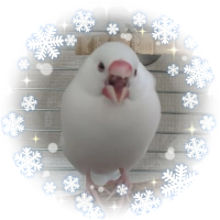 白文鳥のこまち (@komachi_buncho) 's Twitter Profile Photo