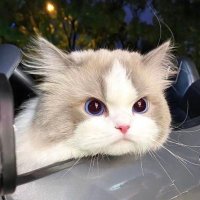 Wha.T✨ (@toeinaja77) 's Twitter Profile Photo Wha.T✨ (@toeinaja77) 's Twitter Profile Photo