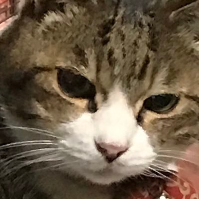 LIRYCA_705's profile picture. たたいま整形外科の患者さん。ショパンの曲が好き💕キティ新幹線に乗りたい💕 らむね🐈といっしょ💘