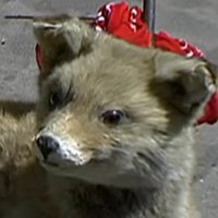 42WhiteGirlGangsta42 (@skypaw10) 's Twitter Profile