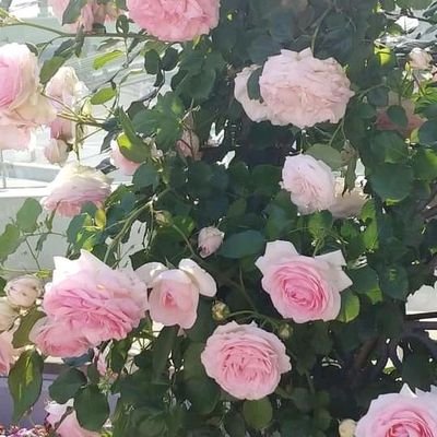 lee_kim72775's profile picture. 