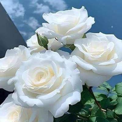 الله زمونږ رب دی نبي مو محمد (ص) دی دین مو اسلام دی
افتخار💪