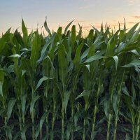 FarmingForPennies (@bigagruinsag) 's Twitter Profile
