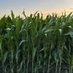 FarmingForPennies (@bigagruinsag) Twitter profile photo FarmingForPennies (@bigagruinsag) Twitter profile photo