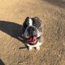 BogusSurfdog's profile picture. part time smart ass, full time anti-MAGA