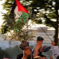 فلسطين حرة 🇵🇸❤️ (@m_al_hilali_) 's Twitter Profile