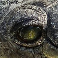 Prabin Acharya (@prabinacharya) 's Twitter Profile Photo