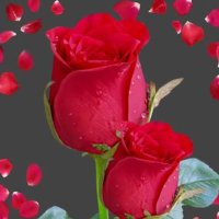 Paheli (@paheli293482) 's Twitter Profile