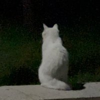 Dylan Kong (@dylan_kong_) 's Twitter Profile
