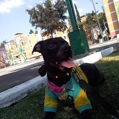 AMERICANISTA DE HUESO COLORADO....100% CHEFF DE LA VIDA Y SENTIRLA COMO UN PLATILLO RICOOOO.