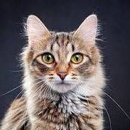 素敵な猫 (@neko93211) 's Twitter Profile