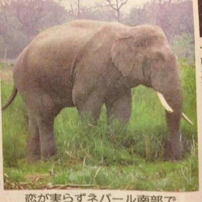 ネパール木更津南部に棲息している転生ゾウです Peace&Love 許されるはずもない 常夜リブラ